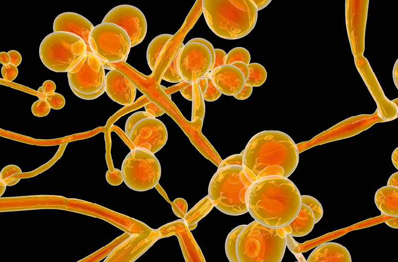 Fungus Among Us